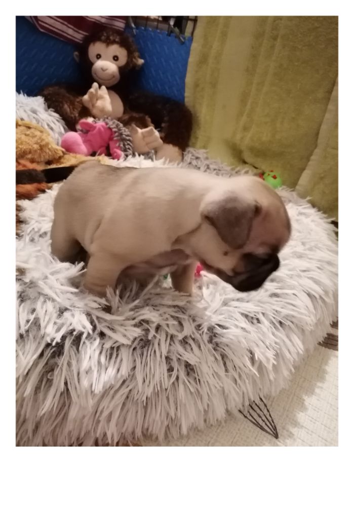 Des Monts De La Moria - Chiot disponible  - Bouledogue français