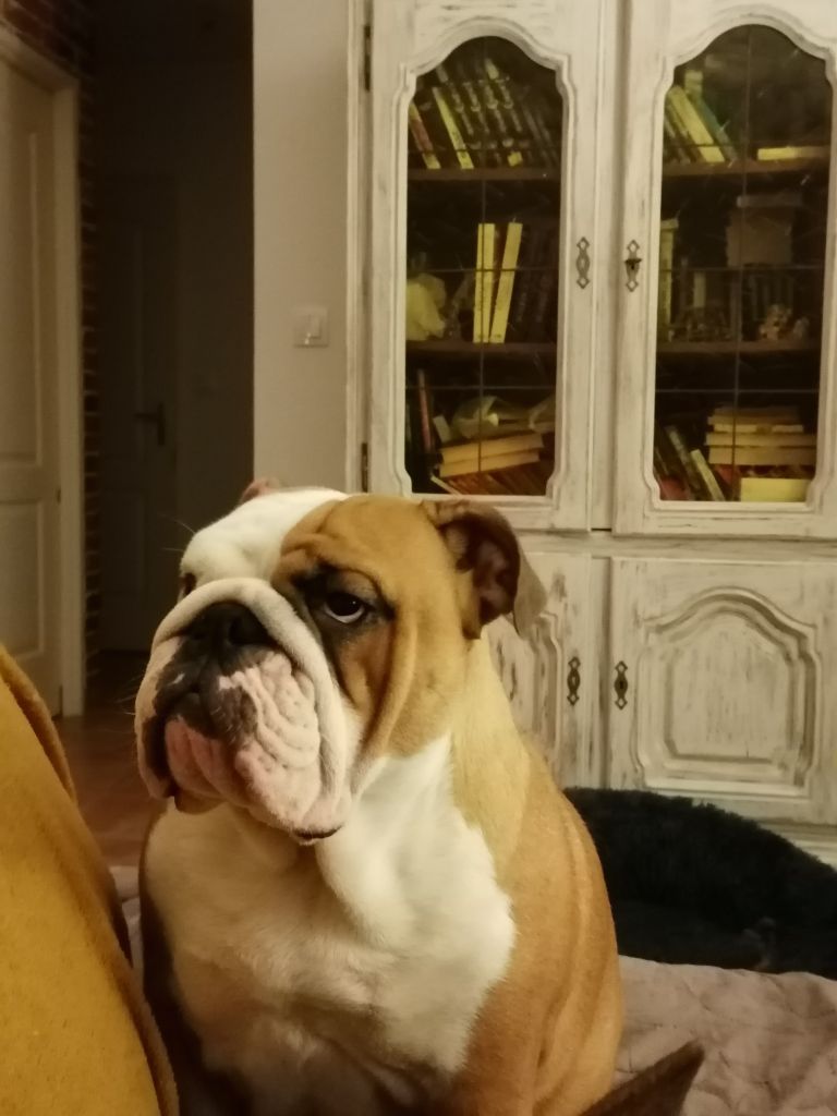 Upie 