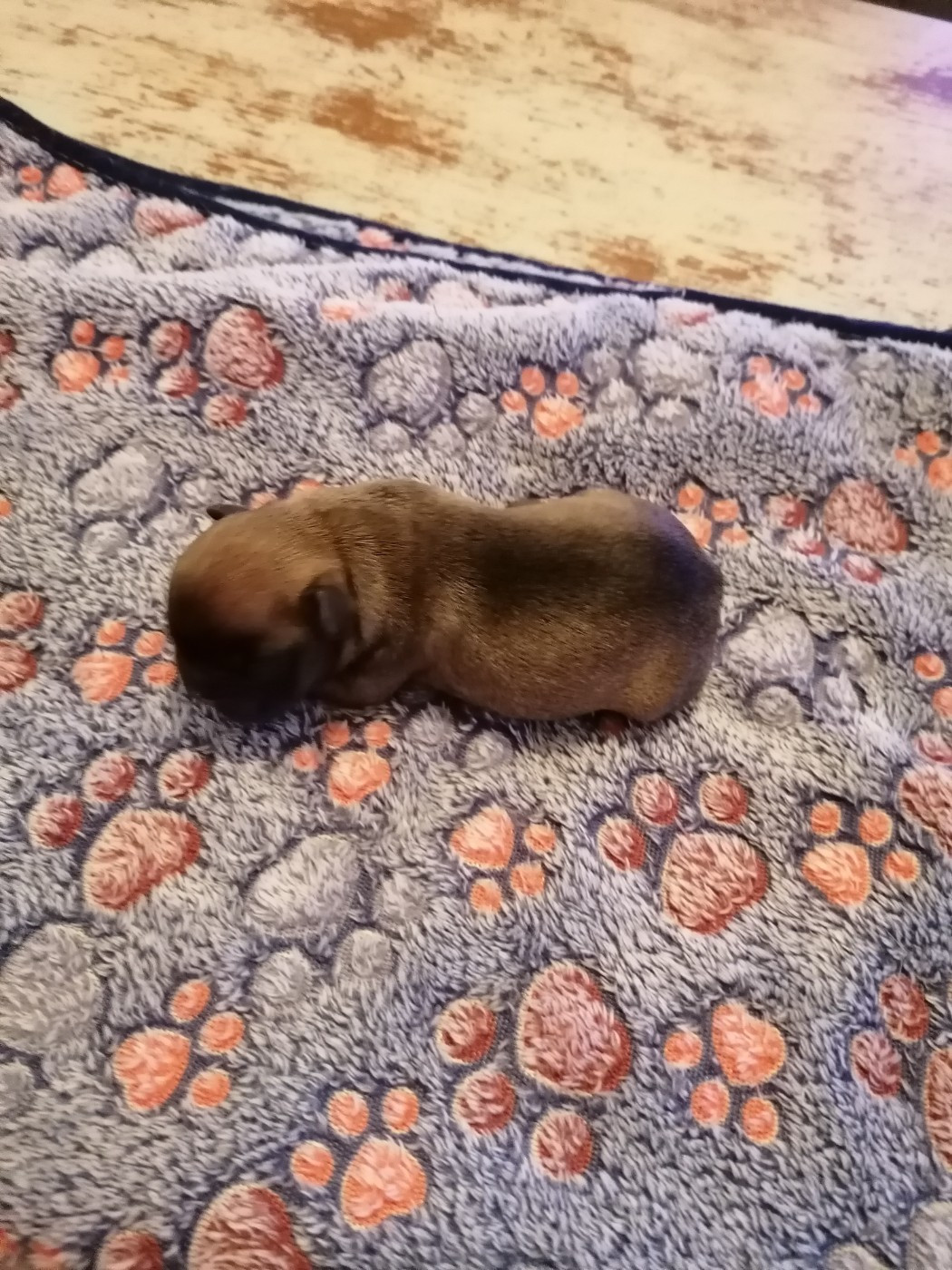 Des Monts De La Moria - Chiots disponibles - Bouledogue français