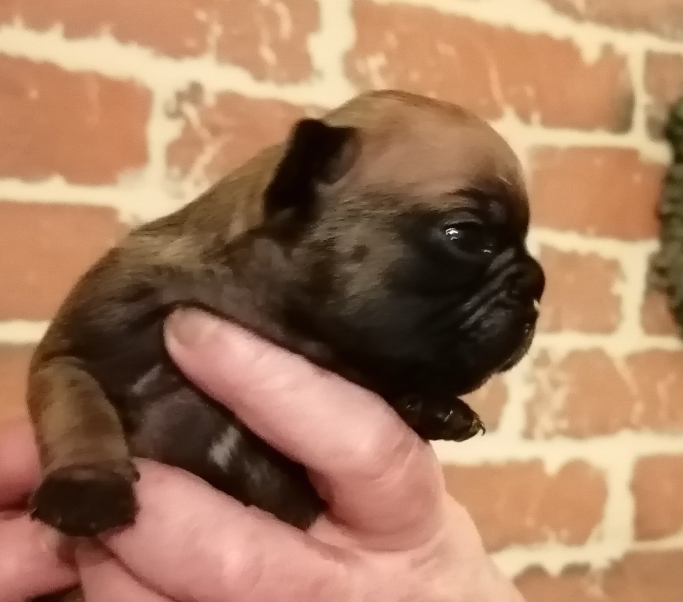 Des Monts De La Moria - Chiots disponibles - Bouledogue français