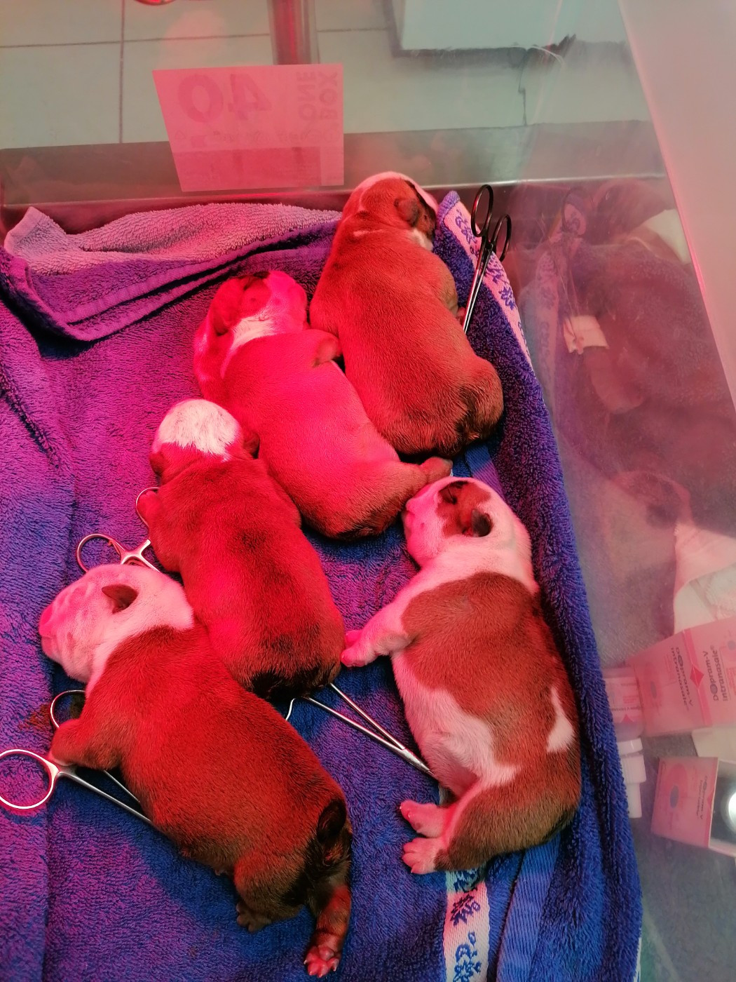 Des Monts De La Moria - Chiots disponibles - Bulldog Anglais