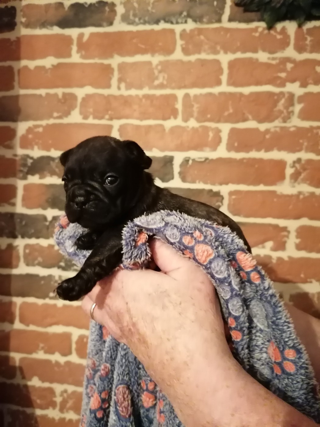 Des Monts De La Moria - Chiots disponibles - Bouledogue français