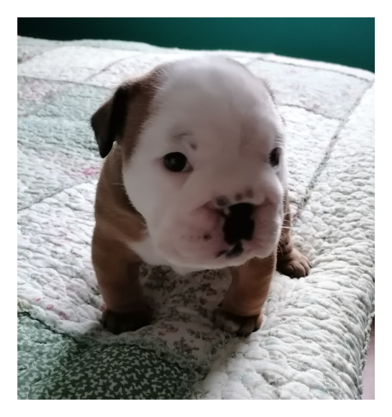 Des Monts De La Moria - Chiots disponibles - Bulldog Anglais