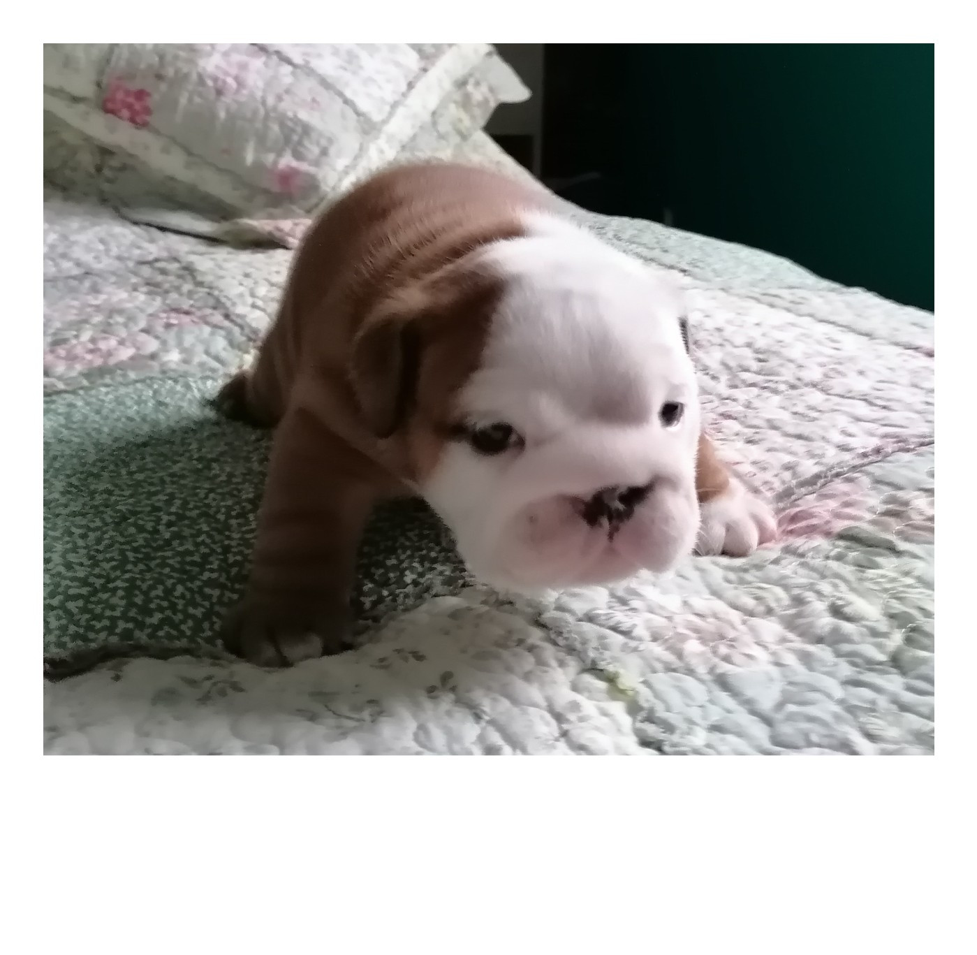 Des Monts De La Moria - Chiots disponibles - Bulldog Anglais