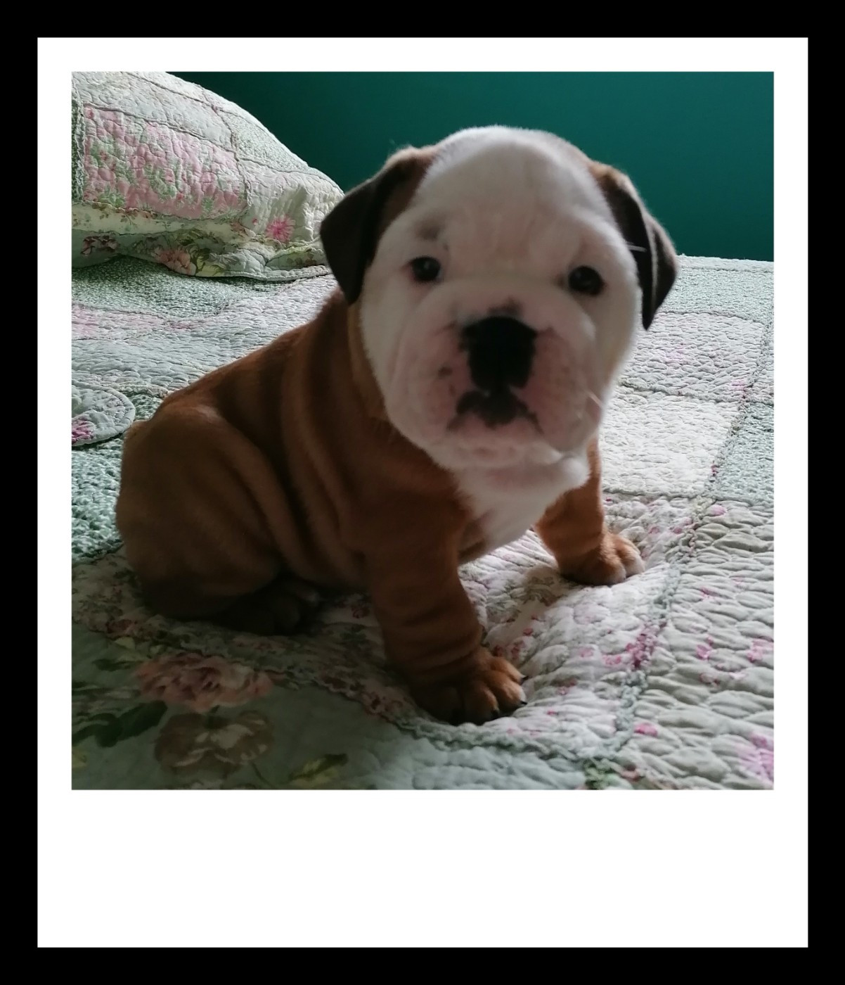 Des Monts De La Moria - Chiots disponibles - Bulldog Anglais