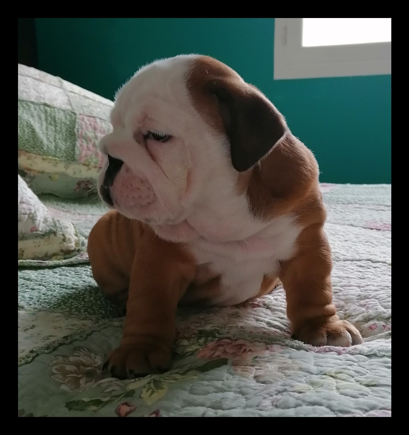 Des Monts De La Moria - Chiots disponibles - Bulldog Anglais