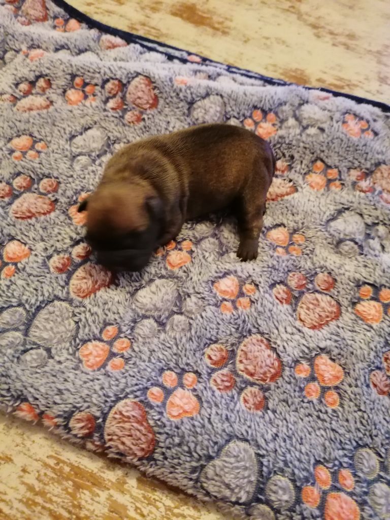 Des Monts De La Moria - Bouledogue français - Portée née le 22/11/2025